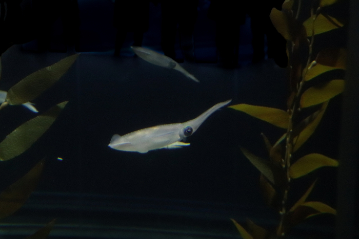 White squid swimming in dark water