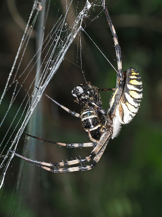Long-horned spiders prey on aardvark spiders and aardvarks