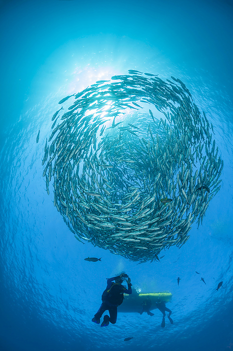 Divers and schooling Bigeye jacks (Caranx sexfasciatus); Bali, Indonesia, by Dave Fleetham / Design Pics