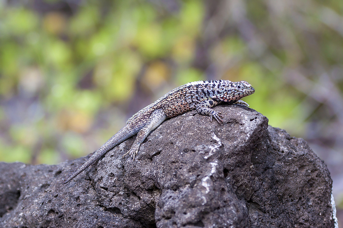 The Galapagos lava lizard (Microlophus albemarlensis) is a species only found on the Galapagos islands in Ecuador; Galapagos Islands, Ecuador, by Dave Fleetham / Design Pics