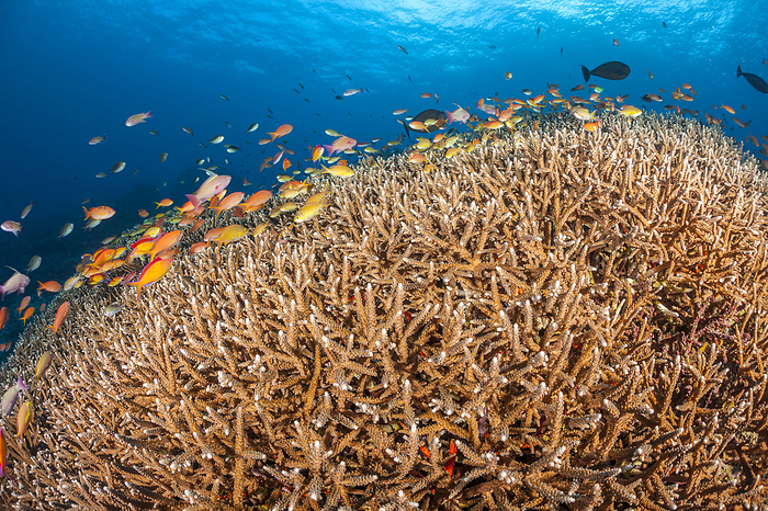 Enormous bed of delicate hard coral along with schooling anthias and various reef fish dominate this underwater scene in the Pacific Ocean, Crystal Bay; Nusa Penida, Bali Island, Indonesia, by Dave Fleetham / Design Pics