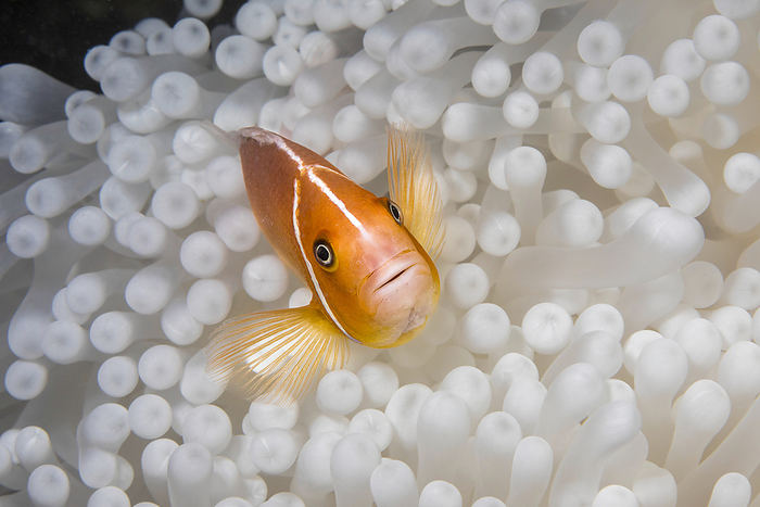This pink anemonefish (Amphiprion perideraion) is in an anemone (Heteractis magnifica) that is bleaching from high ocean temperatures and heat stress; Yap, Federated States of Micronesia, by Dave Fleetham / Design Pics