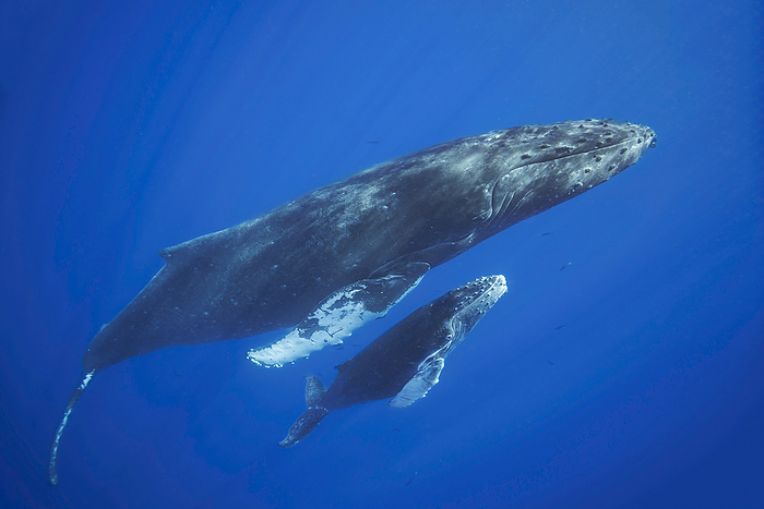 Mother and calf pair of Humpback whales (Megaptera novaeangliae) off the island of Maui, Hawaii, USA; Hawaii, United States of America, by Dave Fleetham / Design Pics