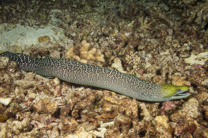 The Undulated moray eel (Gymnothorax undulatus) forages around the reef at night when this image was captured; Hawaii, United States of America, by Dave Fleetham / Design Pics