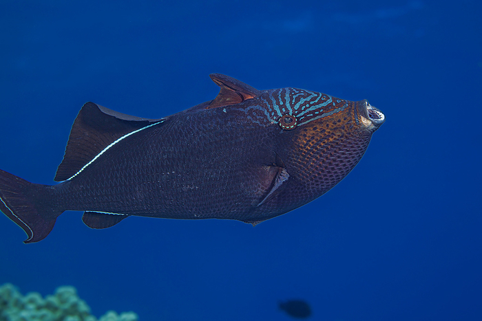 Fish, such as this Black triggerfish (Melichthys niger) often yawn or stretch their jaws regularly during the day. They are also known as black durgon; Hawaii, United States of America, by Dave Fleetham / Design Pics