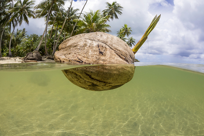 A sprouting coconut floats in the ocean off the island of Yap, Micronesia; Yap, Federated States of Micronesia, by Dave Fleetham / Design Pics