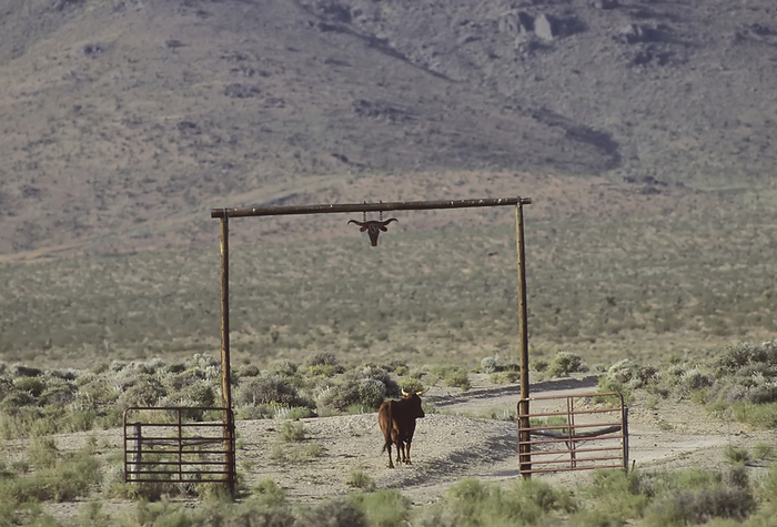 A steer passes under a ranch gate in the Mojave Desert, near Barstow, California, USA; California, United States of America, by Joel Sartore Photography / Design Pics
