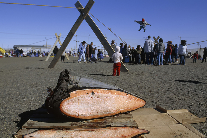 An Inuit gathering, showing jumping game, background, and blubber, in Northern Alaska; North Slope, Alaska, United States of America, by Joel Sartore Photography / Design Pics