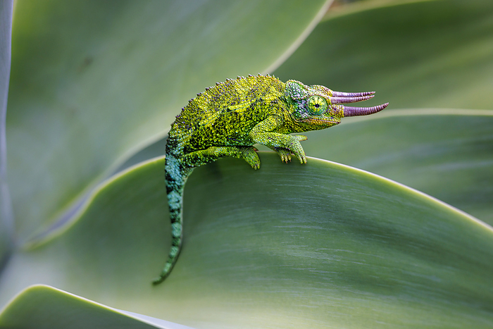 Male Jackson's Chameleon (Chamaeleo jacksoni) clinging to a plant leaf.  This species is native to Eastern Africa; Hawaii, United States of America, by Dave Fleetham / Design Pics