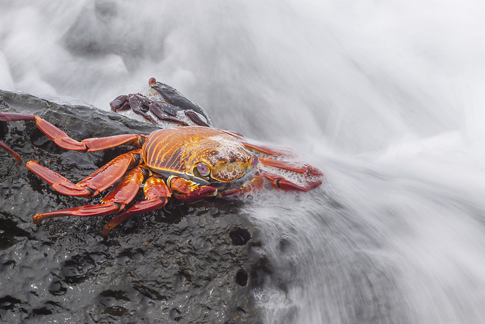 A wave washes over a Sally Lightfoot Crab (Graspus graspus) searching for algae to dine on in the intertidal zone; Galapagos Islands, Ecuador, by Dave Fleetham / Design Pics