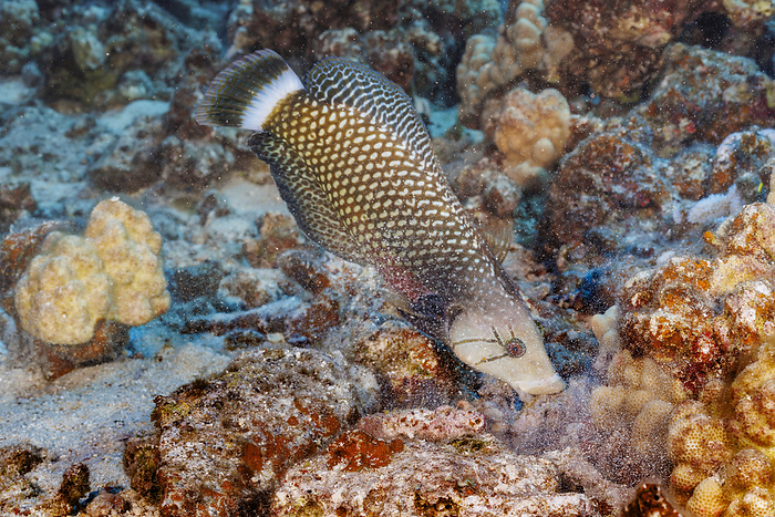This Rockmover wrasse (Novaculichthys taeniourus) is moving a chunk of rubble with its mouth to uncover possible prey underneath, Hawaii, USA; Hawaii, United States of America, by Dave Fleetham / Design Pics