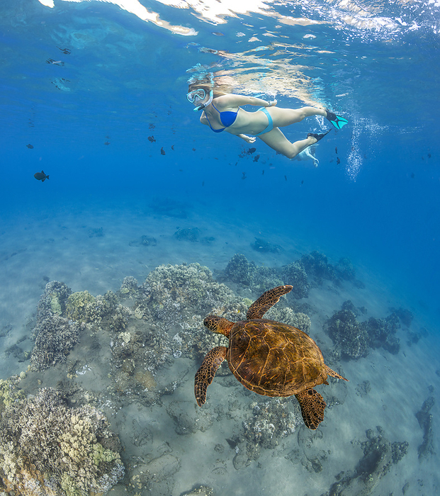 Green sea turtle (Chelonia mydas) and free diver; Hawaii, United States of America, by Dave Fleetham / Design Pics