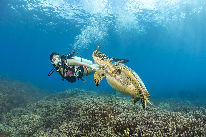 Diver and Green sea turtle (Chelonia mydas); Hawaii, United States of America, by Dave Fleetham / Design Pics