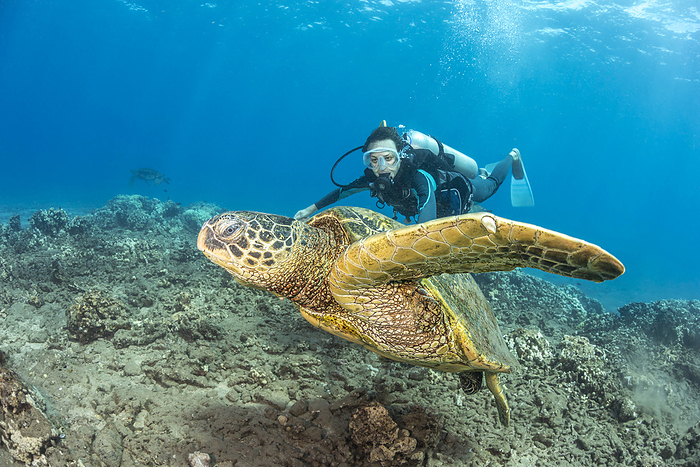 Diver and Green sea turtle (Chelonia mydas) in Hawaii, USA. This angle shows the claw on the front fin used to hold onto a females shell when mating; Hawaii, United States of America, by Dave Fleetham / Design Pics