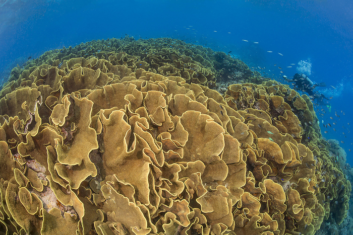 This substantial colony of lettuce coral (Turbinaria sp.) forms a large section of the reef in shallow water in order to utilize as much sunlight as possible and maximize polyp growth; Fiji, by Dave Fleetham / Design Pics