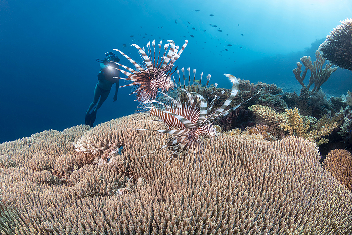 Pair of Lionfish (Pterois volitans) over a hard coral reef and diver; Philippines, by Dave Fleetham / Design Pics