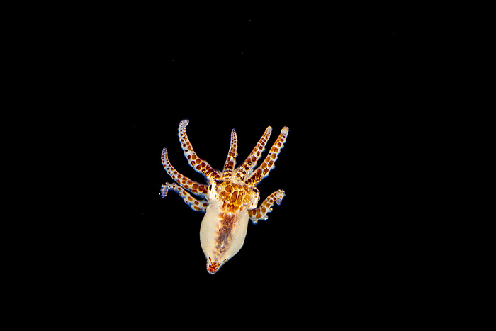 This larval Day octopus (Octopus cyanea) is just an inch across and was photographed in open ocean. This species is also known as the big blue octopus. It occurs in both the Pacific and Indian Oceans, from Hawaii to the eastern coast of Africa; Hawaii, United States of America, by Dave Fleetham / Design Pics