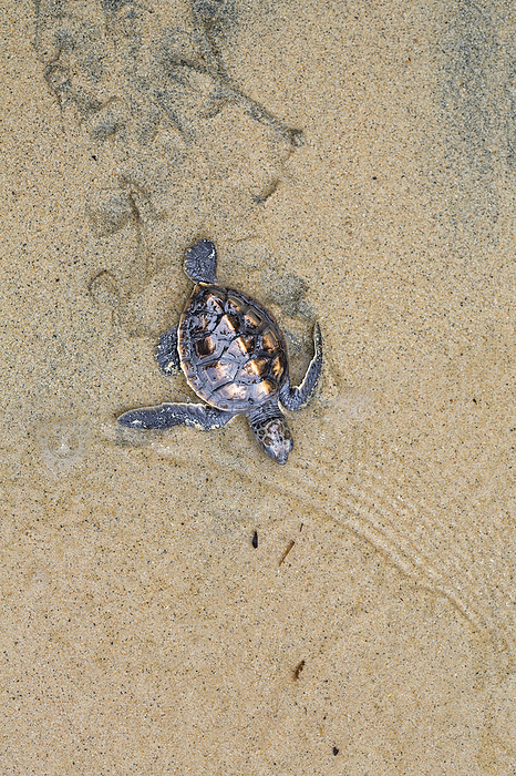 Newly hatched baby Green sea turtle (Chelonia mydas), an endangered species, makes it's way across the beach to the ocean off the island of Yap, Micronesia; Yap, Federated States of Micronesia, by Dave Fleetham / Design Pics