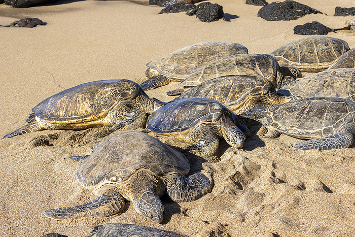 Group of Green sea turtles (Chelonia mydas), an endangered species, gather at a secluded patch of beach off West Maui, Hawaii, USA; Maui, Hawaii, United States of America, by Dave Fleetham / Design Pics