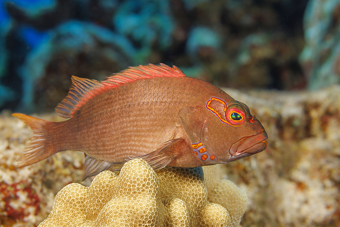 Arc-eye hawkfish (Paracirrhites arcatus) are voracious eaters and will dine on larger prey when obtainable; Hawaii, United States of America, by Dave Fleetham / Design Pics