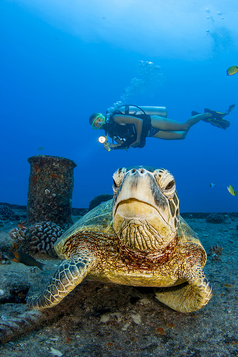 Diver and Green sea turtle (Chelonia mydas) on the wreck of the YO-257 off Waikiki Beach, Oahu, Hawaii, USA; Honolulu, Oahu, Hawaii, United States of America, by Dave Fleetham / Design Pics