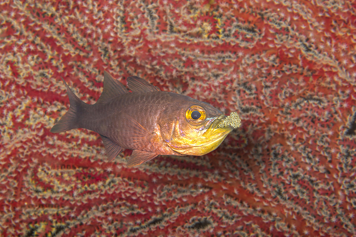 This male Plain cardinalfish (Ostorhinchus apogonoides) is protecting and incubating its eggs by carrying them in his mouth, Philippines. It will occasionally spit them out to rotate the mass, as pictured here. Also know as the goldbelly cardinalfish which was previously Apogon apogonides; Philippines, by Dave Fleetham / Design Pics