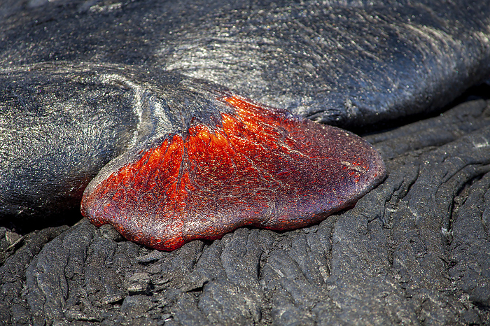 Pahoehoe lava flowing from Kilauea is oozing over a previous layer, Kalapana, Big Island, Hawaii, USA; Island of Hawaii, Hawaii, United States of America, by Dave Fleetham / Design Pics