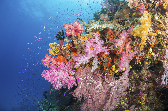 Alconarian and gorgonian coral with schooling anthias dominate this colourful Fijian reef scene; Fiji, by Dave Fleetham / Design Pics