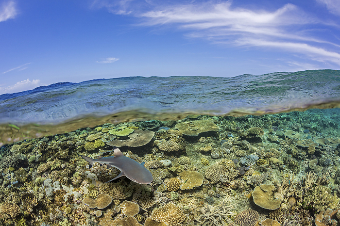 Half above, half below scene with a coral reef and Blacktip reef shark (Carcharhinus melanopterus) below, at the reef known as Mount Mutiny in Fiji; Fiji, by Dave Fleetham / Design Pics