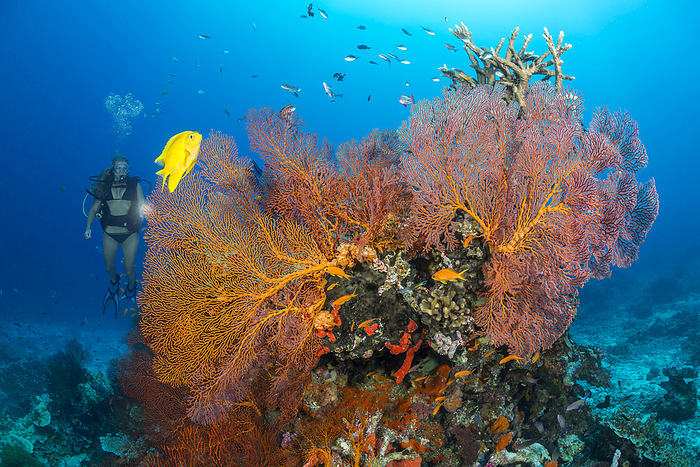 Diver a coral head covered with gorgonian fans and a Golden damsel (Amblyglyphidodon aureus); Fiji, by Dave Fleetham / Design Pics