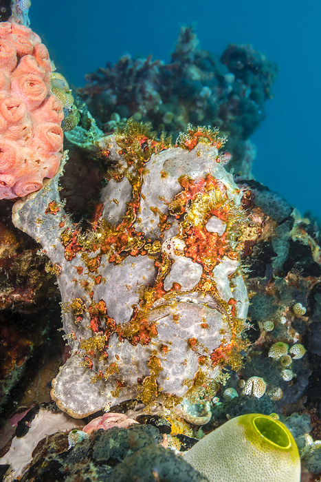 Commerson's frogfish (Antennarius commersoni) perched between coral and a tunicate; Philippines, by Dave Fleetham / Design Pics