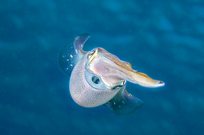 Caribbean reef squid (Sepioteuthis sepioidea) is commonly observed in shallow near shore water of the Caribbean; Bonaire, Caribbean Netherlands, by Dave Fleetham / Design Pics