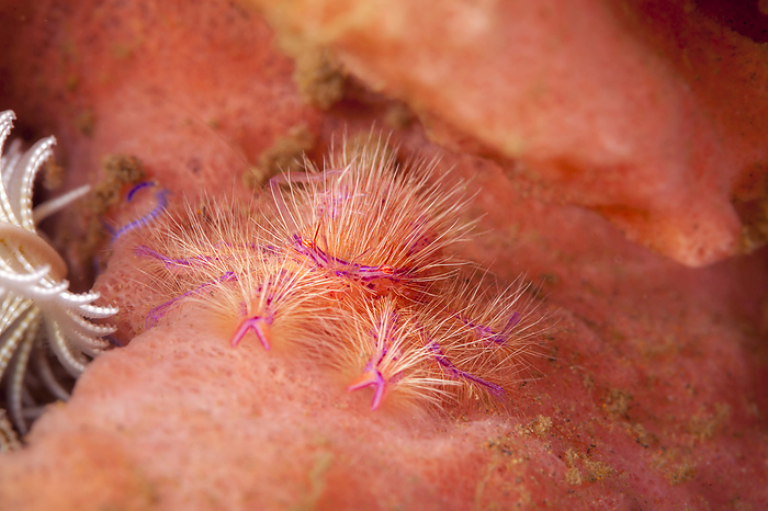 Hairy squat lobster (Lauria slagiani) is found alone, and in pairs, on the outside of barrel sponges belonging to the genus Xestospongia.  They are tiny (one centimeter across) and difficult to find on the folds of the sponge; Tulamben, Indonesia, by Dave Fleetham / Design Pics