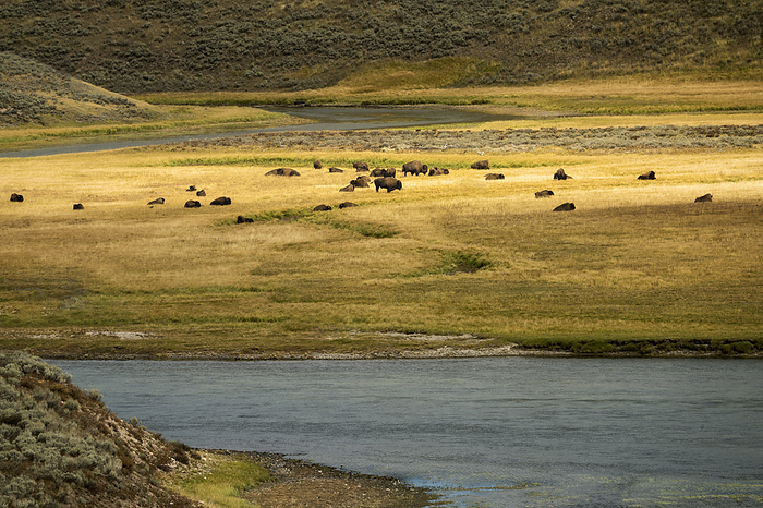 Yellowstone National Park, U.S.A. Wild buffalo and Yellowstone River. Yellowstone National Park, Wyoming
