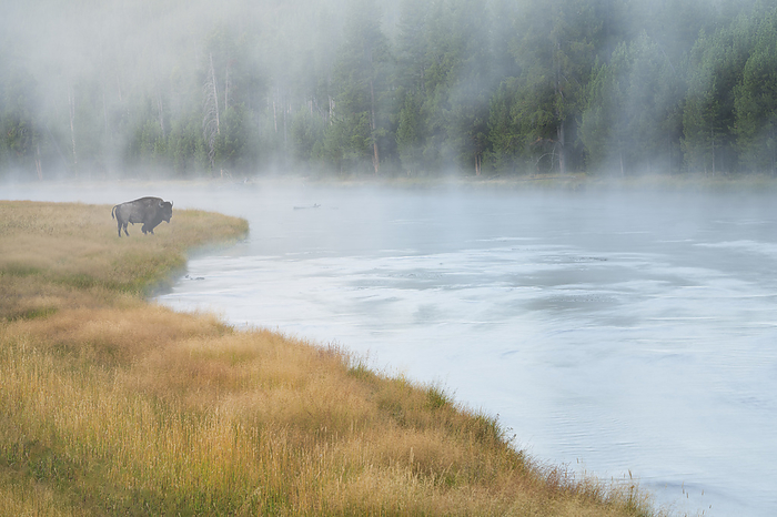 Yellowstone National Park, U.S.A. Lone buffalo at streamside of Madison River with fog. Yellowstone National Park, Wyoming Bison was added