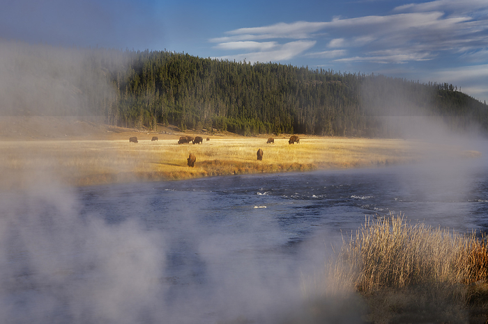 Yellowstone National Park, U.S.A. Steam vent and baffalo along Nex Perce River. Yellowstone National Park, Wyoming