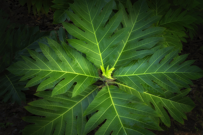 Kauai, Hawaii Close up of Breadfruit leaves. Kauai, Hawaii
