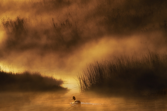 Early morning fog on Madison River with duck. Yellowstone National Park,Wyoming