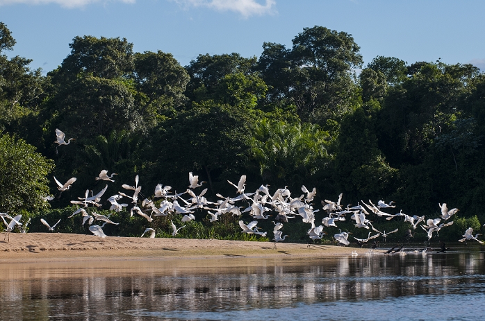 Brazil Flocks of Graza Mora, Pantanal Conservation Area, UNESCO World Heritage Site, Brazil, South America