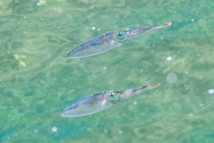 Aoriika Juvenile Juvenile Aorikawa Squid in the water