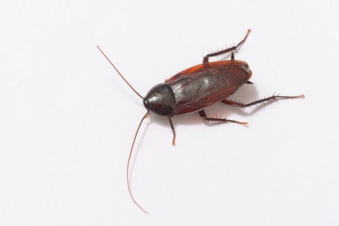 smokybrown cockroach