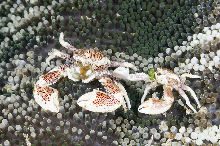 Porcelain Crab, Raja Ampat, Indonesia Porcelain Crab in Anemone, Neopetrolisthes maculatus, Raja Ampat, West Papua, Indonesia, by Reinhard Dirscherl