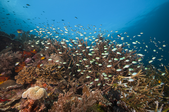 Coral Reef, Raja Ampat, Indonesia Species rich Coral Reef, Raja Ampat, West Papua, Indonesia, by Reinhard Dirscherl