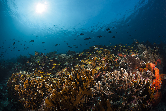 Coral Reef, Raja Ampat, Indonesia Hard Coral Reef, Raja Ampat, West Papua, Indonesia, by Reinhard Dirscherl