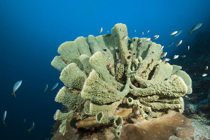 Tube Sponge, Raja Ampat, Indonesia Coral reef with Tube Sponge, Raja Ampat, West Papua, Indonesia, by Reinhard Dirscherl