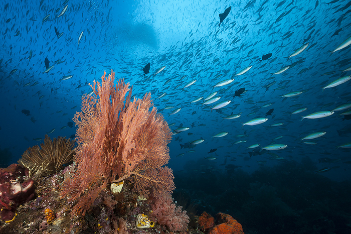 Coral Reef, Raja Ampat, Indonesia Colored Coral Reef, Raja Ampat, West Papua, Indonesia, by Reinhard Dirscherl