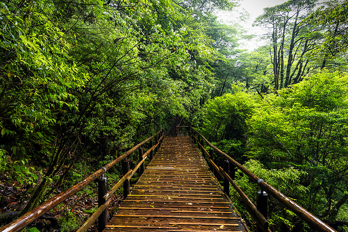 Yakushima Yaksugiland Boardwalk Yakushima Yaksugiland Trail Kirishima Yaku National Park