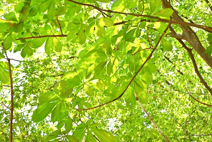Leaves of horse chestnut (Aesculus hippocastanum)