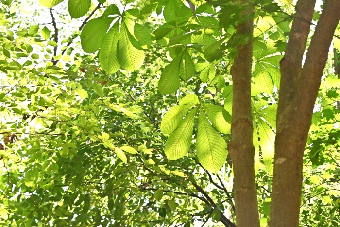 Leaves of horse chestnut (Aesculus hippocastanum)