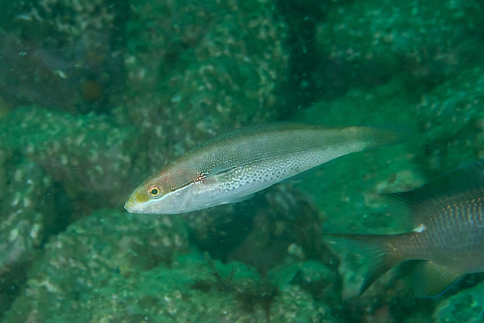 Thalassoma lunare  species of wrasse in the family Labridae  Thalassoma lunare  species of wrasse in the family Labridae 